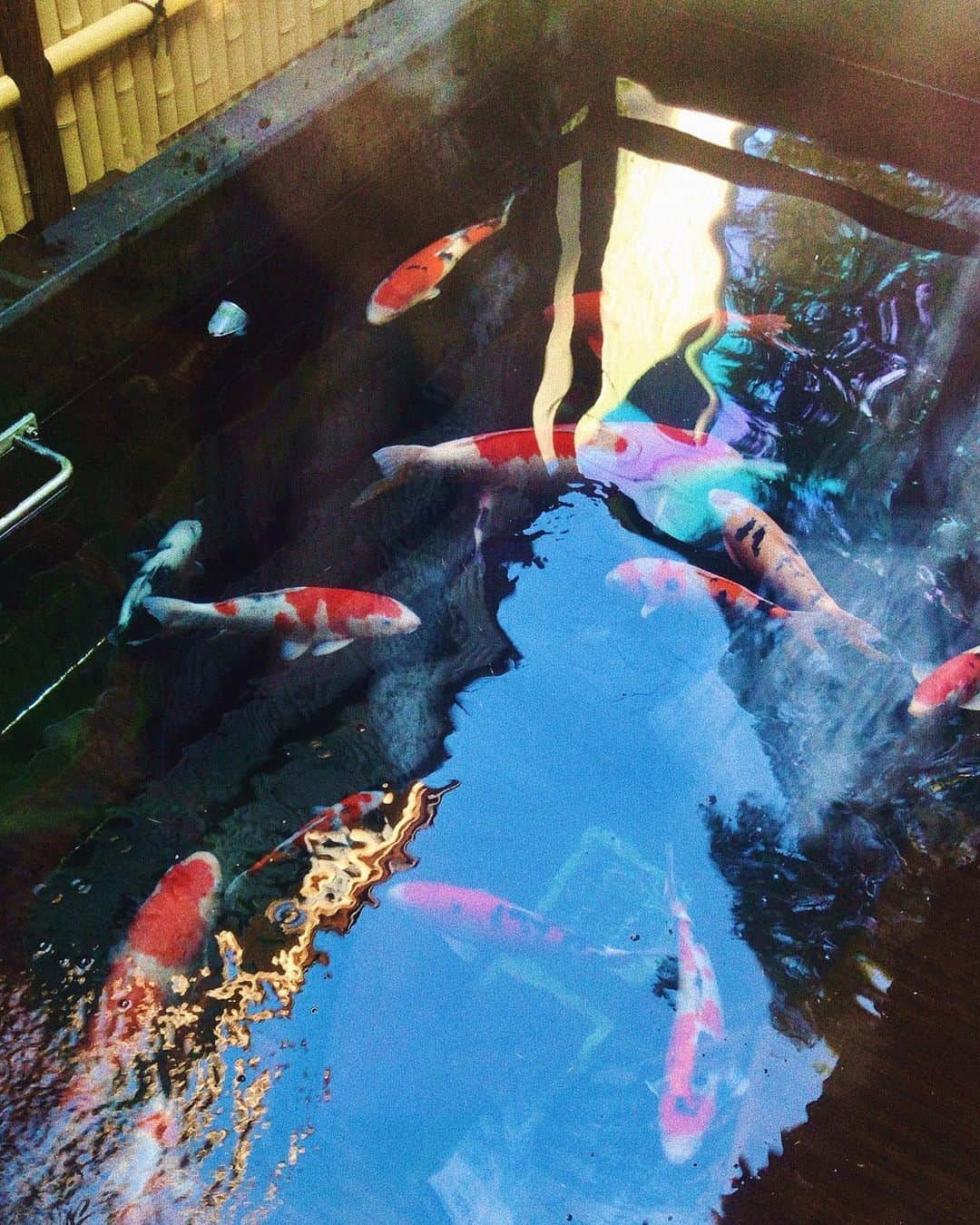 池添俊亮さんのインスタグラム写真 - (池添俊亮Instagram)「温泉旅行のとき旅館で見つけた鯉さんたち♨️ 水の中の生き物観るの大好き。水族館巡りとかひとりでしてみたいなぁ。  #おひとりさま  #寂しくないよ」1月19日 13時33分 - zoe_boy_0427