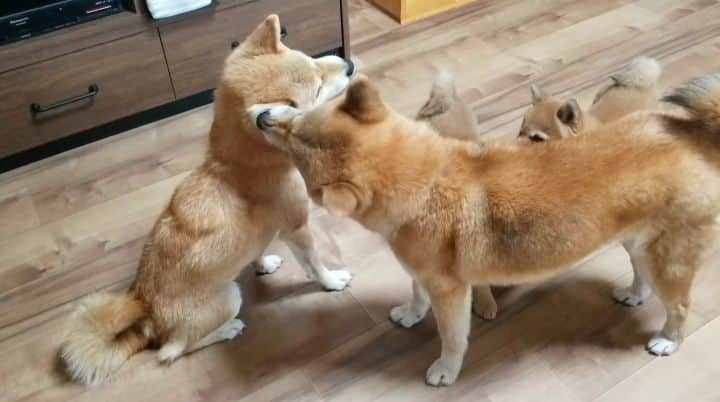 柴犬たま Shibainu Tamaのインスタグラム