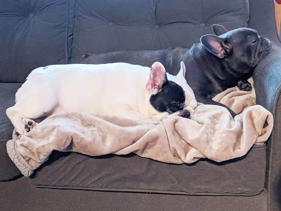Manny The Frenchieのインスタグラム：「Sometimes we like each other. Only on cold days 😏」