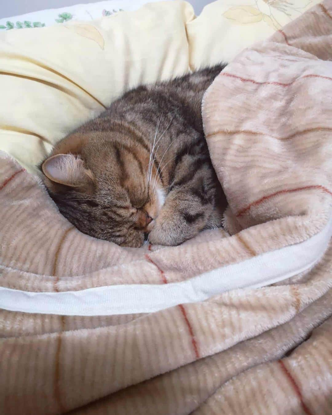 寅次郎（とらちゃん）さんのインスタグラム写真 - (寅次郎（とらちゃん）Instagram)「☆ Sleeping on mom's bed😴👉🛌 . 寒い日はおかあしゃんの布団に潜って寝るにゃんよ😽💤💤 . . あれ？居ないなぁと思っていたら 人間みたいに自分で布団と毛布の間に入って寝ていました😆💓 . . #ペットリハウス」1月19日 14時32分 - torachanthecat