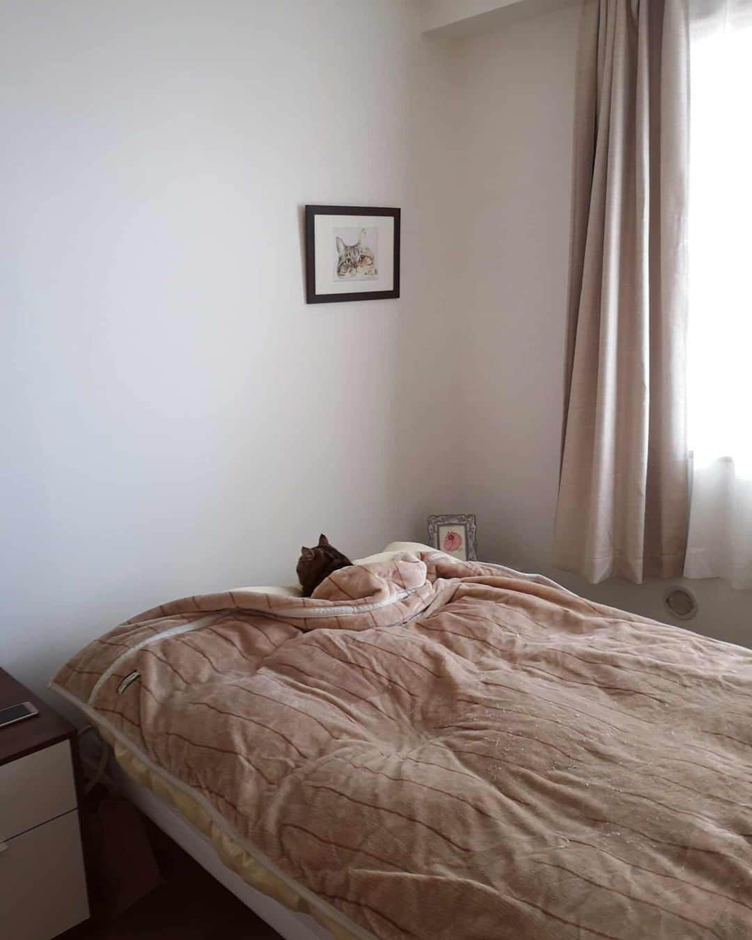 寅次郎（とらちゃん）さんのインスタグラム写真 - (寅次郎（とらちゃん）Instagram)「☆ Sleeping on mom's bed😴👉🛌 . 寒い日はおかあしゃんの布団に潜って寝るにゃんよ😽💤💤 . . あれ？居ないなぁと思っていたら 人間みたいに自分で布団と毛布の間に入って寝ていました😆💓 . . #ペットリハウス」1月19日 14時32分 - torachanthecat