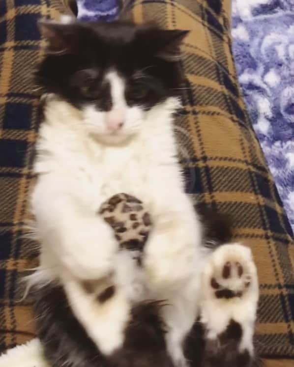 もじゃころのインスタグラム：「やっぱり玉を隠してしまう坂東玉隠しシャシャ丸w  久々に高速キック披露してくれた😂  #坂東玉隠しシャシャ丸  #あいちゃんの膝の上  #坂東玉隠しシャシャ丸の歌  #坂東玉キックシャシャ丸」