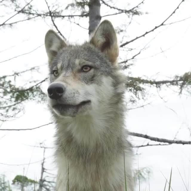 ナショナルジオグラフィックのインスタグラム