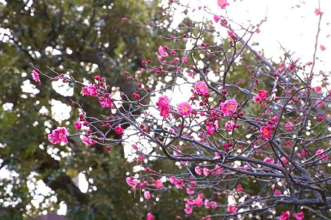 八芳園さんのインスタグラム写真 - (八芳園Instagram)「. .  東京でも雪がちらついた昨今。  八芳園の庭園では冬に花をつける 梅や椿が美しく咲き、 その蜜を吸いに鳥たちも訪れています。  寒さが明けるまでのこの時期。  春を待つ凛とした美しさと、 日本の冬の情緒を感じられる庭に ぜひ、いらしてくださいませ。 . .  #八芳園 #生涯式場 #生涯式場八芳園 #ともに歩いていく #結婚式 #花嫁#花嫁さんと繋がりたい #日本庭園 #白金台　#港区　#東京#2020 #庭園#梅　#冬  #メジロ　#野鳥 #happoen #happoenwedding #tokyowedding #japaneseculture  #tokyotrip #japantrip #japan #tokyo #japanesegarden #winter #tokyotravel #japaneseflower」1月19日 16時27分 - happoen