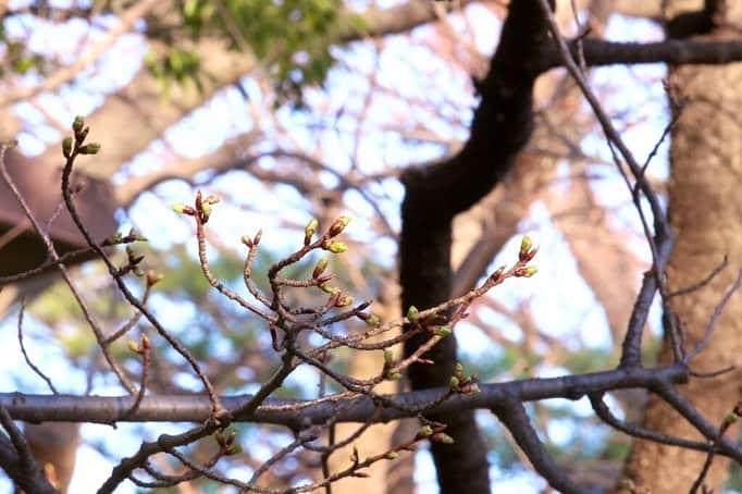 八芳園さんのインスタグラム写真 - (八芳園Instagram)「. .  東京でも雪がちらついた昨今。  八芳園の庭園では冬に花をつける 梅や椿が美しく咲き、 その蜜を吸いに鳥たちも訪れています。  寒さが明けるまでのこの時期。  春を待つ凛とした美しさと、 日本の冬の情緒を感じられる庭に ぜひ、いらしてくださいませ。 . .  #八芳園 #生涯式場 #生涯式場八芳園 #ともに歩いていく #結婚式 #花嫁#花嫁さんと繋がりたい #日本庭園 #白金台　#港区　#東京#2020 #庭園#梅　#冬  #メジロ　#野鳥 #happoen #happoenwedding #tokyowedding #japaneseculture  #tokyotrip #japantrip #japan #tokyo #japanesegarden #winter #tokyotravel #japaneseflower」1月19日 16時27分 - happoen