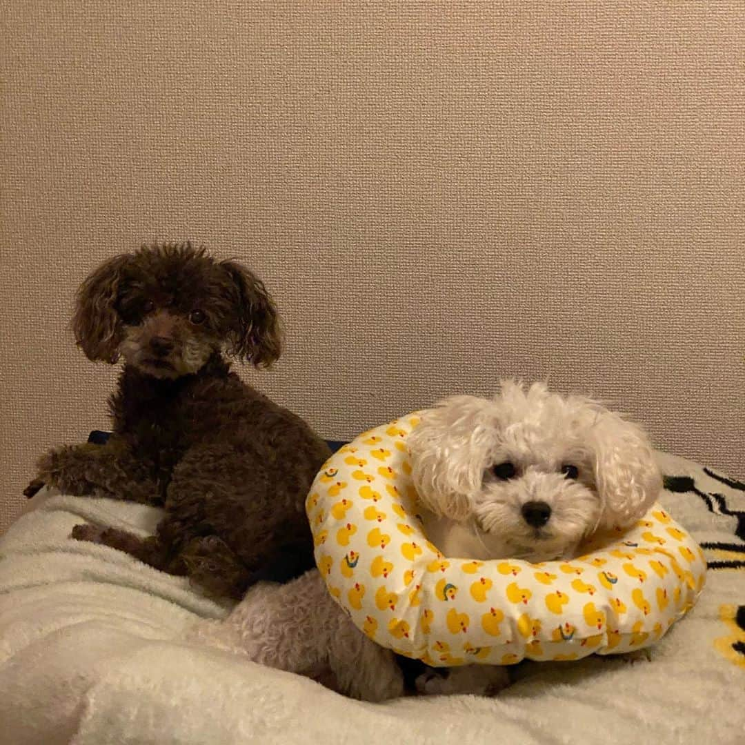 熊切あさ美さんのインスタグラム写真 - (熊切あさ美Instagram)「この写真もたまらない🥰 #愛犬　#dog  #toypoodle  #トイプードル  #dog #dogstagram  #cute  #love #instagood」1月19日 17時01分 - asami_kumakiri