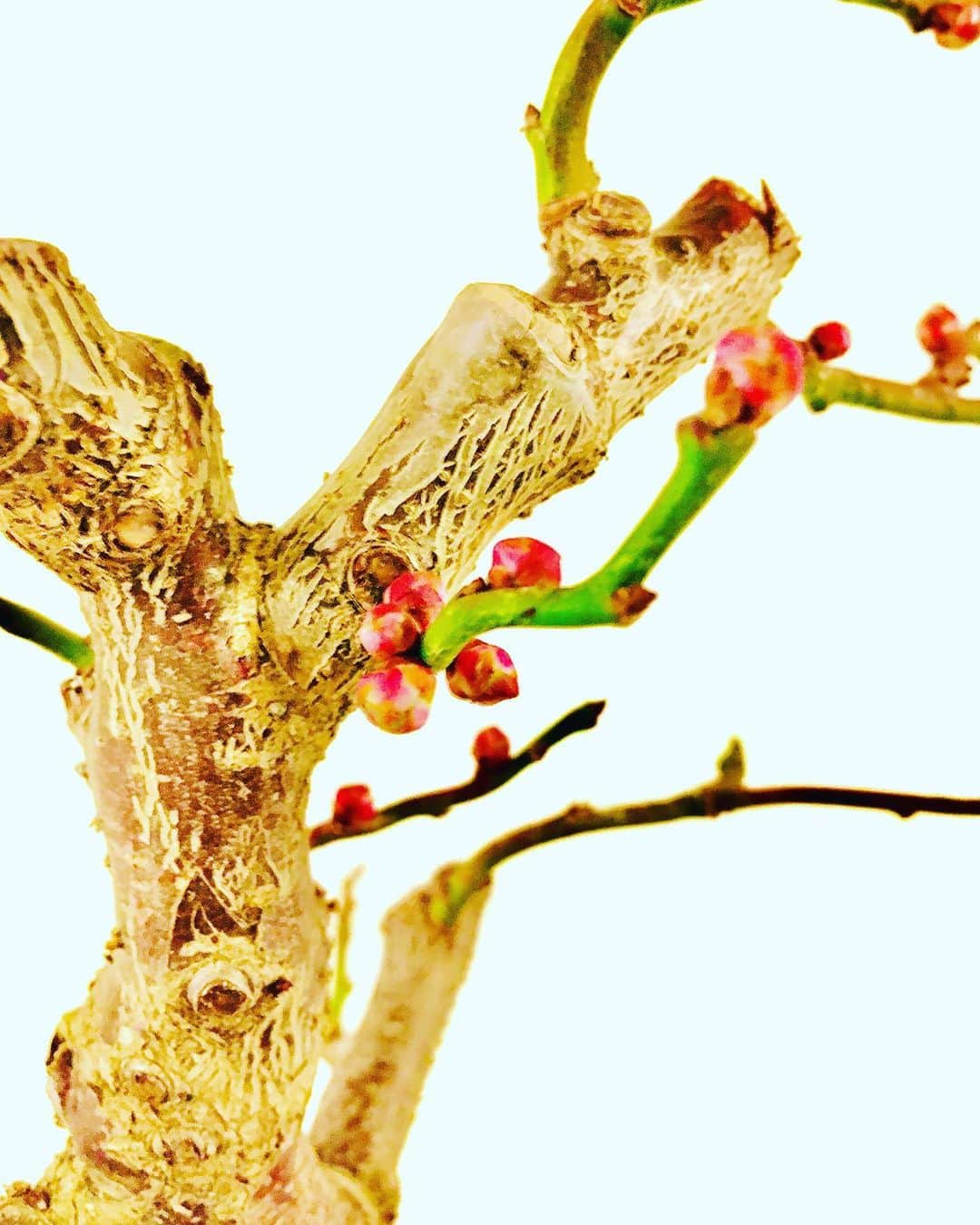 名渡山遼さんのインスタグラム写真 - (名渡山遼Instagram)「ほのぼの梅花ちゃん✨ つぼみがもりもり。 順調に膨らんできています！ 再来週には咲くかな〜🌸 がんばれ〜！！ #梅盆栽 #梅 #ほのぼの梅花ちゃん #盆栽 #つぼみ #ムサシノ」1月19日 17時40分 - ryo_natoyama