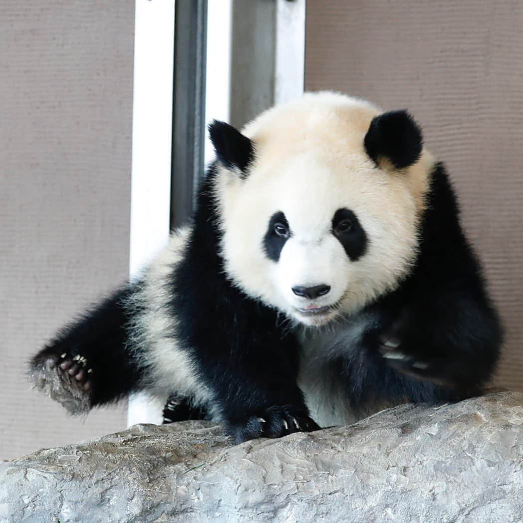 パンダ（白浜）さんのインスタグラム写真 - (パンダ（白浜）Instagram)「🐼😊🐼　#彩浜 stand by new bamboo--！ #ADVENTUREWORLDPANDAS #baby #HELLOLITTLE #pandamental #hellopanda #ハローリトル #ハローパンダ #パンダグラビア and #panda #pandababy 🐼🐼🐼」1月19日 17時48分 - hellopanda_book