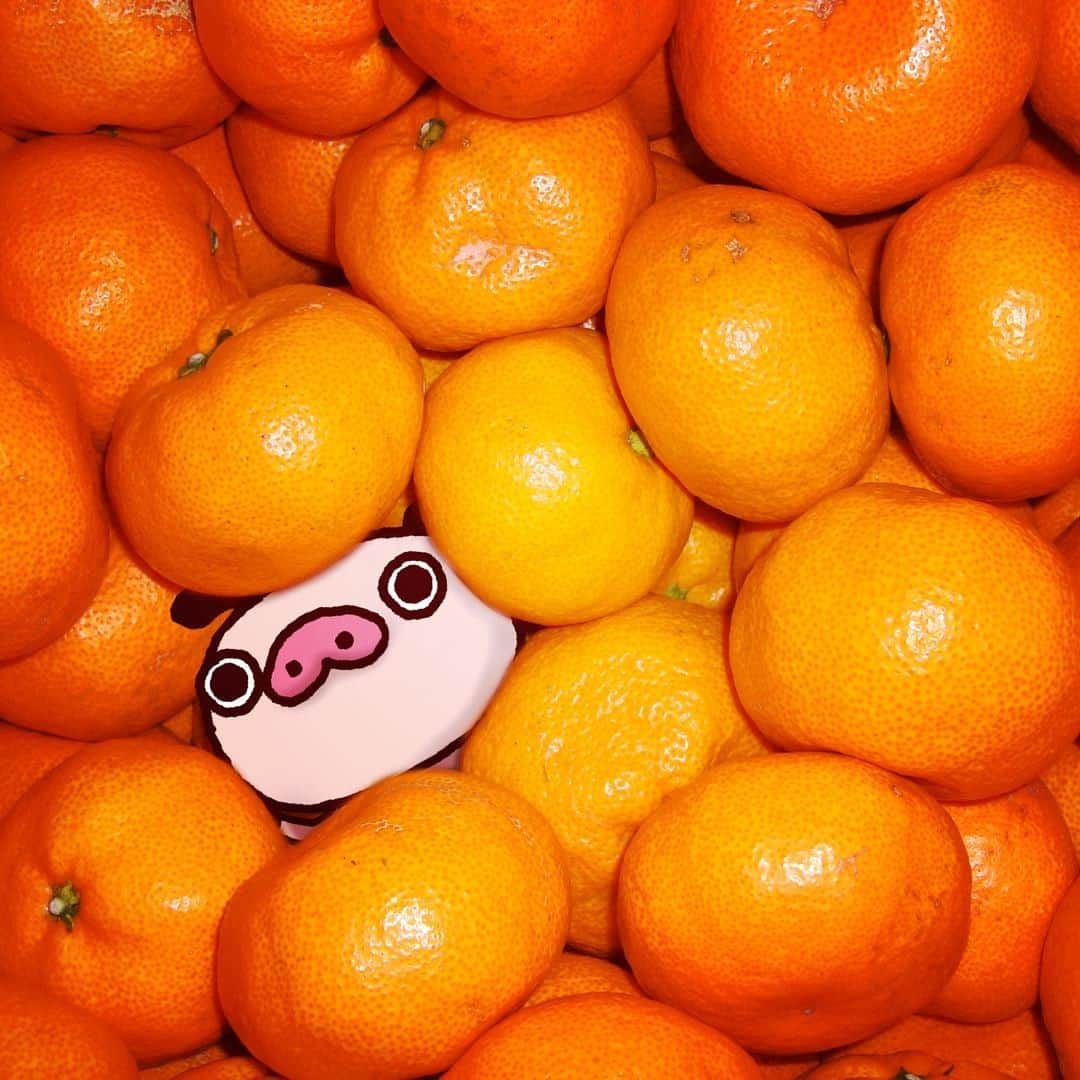 パンパカパンツ公式のインスタグラム