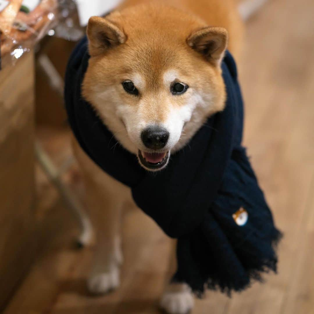 まる（まるたろう）さんのインスタグラム写真 - (まる（まるたろう）Instagram)「It's cold outside so you should wear something warm.✨🐶😊✨明日は大寒らしいよ〜　あったかい格好を準備しないとね！ #もったりマルラーがオススメだよ #オシャレ巻きしてもらったの #根津のオシャレ番長 @marutaro_onlineshop  @gallerymarusan」1月19日 18時31分 - marutaro