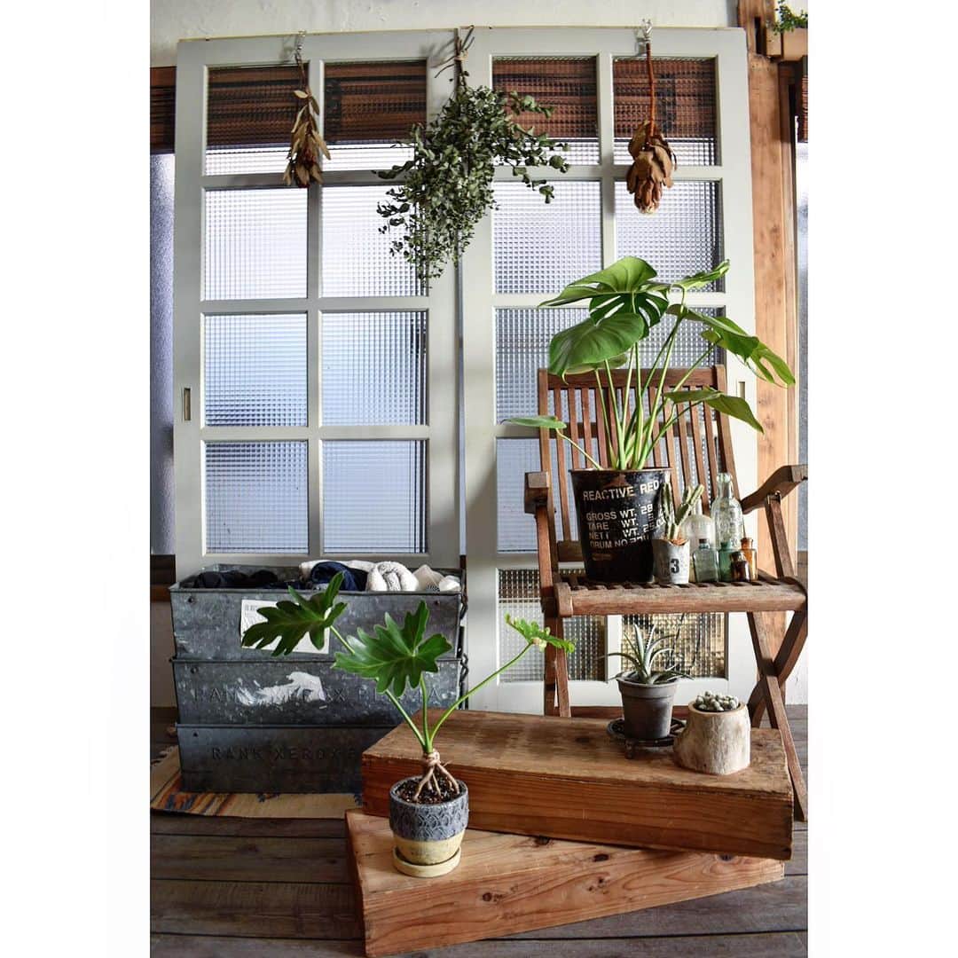 akiのインスタグラム：「先日　@zakka_towi  さんのSALEで、いい雰囲気の木の折りたたみ椅子と木箱をGET😆✨ 折り畳み椅子は、どっしりとしたフォルムと経年の味のある木の感じがドストライクでした❤️ その日の帰りに初めて寄った園芸屋さんが、またお手頃価格で気になる植物がいっぱいあって✨ 写真のモンステラもかなりお値打ちで購入できました😊  #green #plants #indoorplants #indoorgreen #観葉植物 #flowers #dryflower #ドライフラワー #緑のある暮らし #interior #interiordesign #インテリア #bohostyle #bohointerior #homedecor #antique #vintage #rustic #古道具 #chair #woodbox #lifestyle #暮らし」