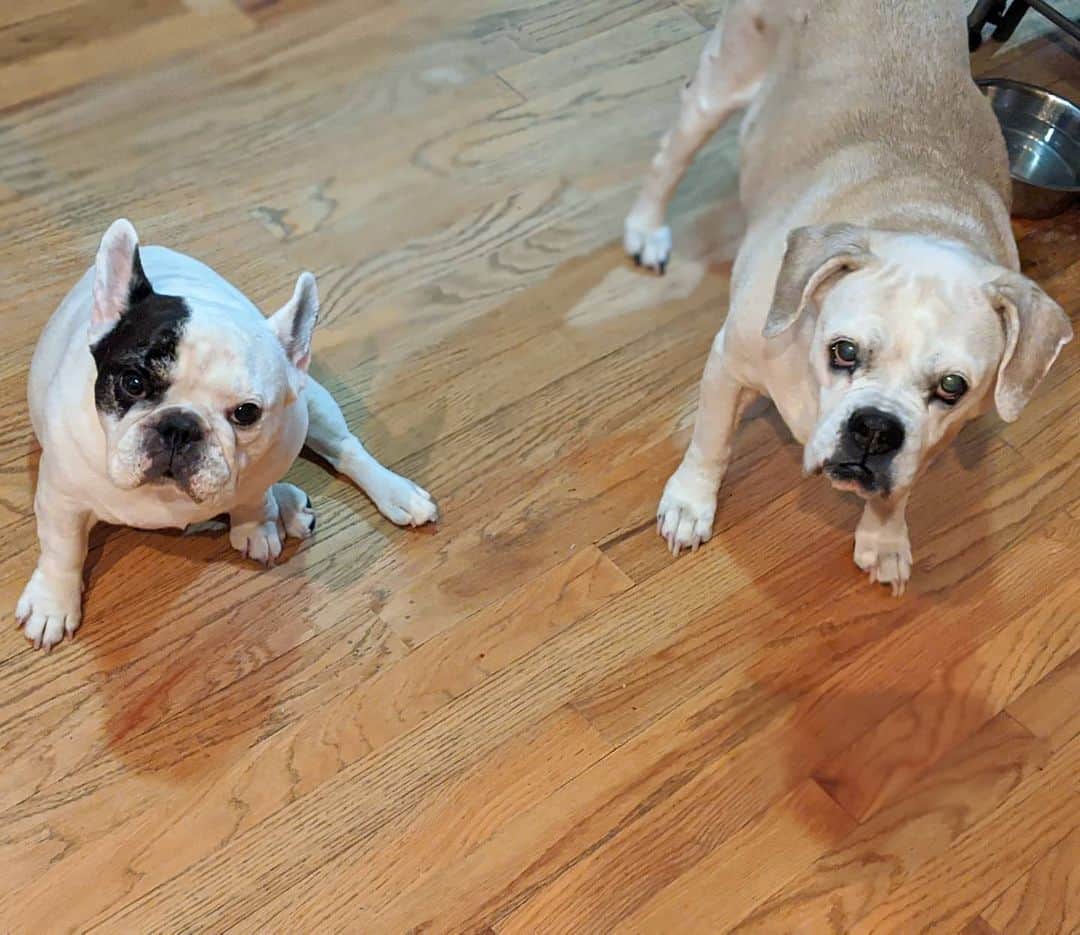 Manny The Frenchieのインスタグラム：「It's my big sister's 15th birthday! Her and I were living the good life together until Frank came along...and don't get me started on my little brothers! 🙄 Anyway, happy birthday sis! ❤️」