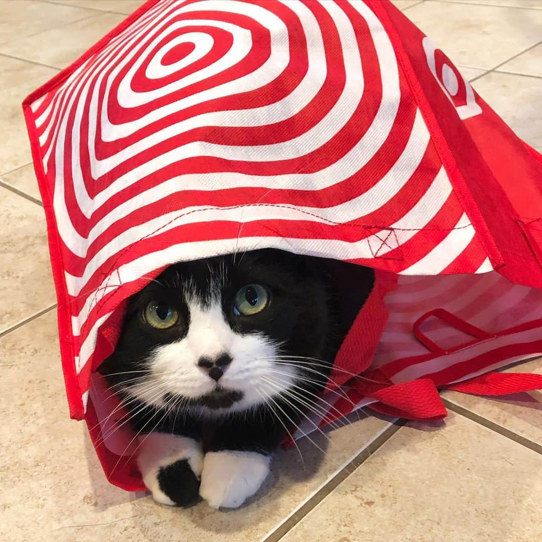 Tuxedo Cat Brosのインスタグラム：「Anyone up for a Target run?」