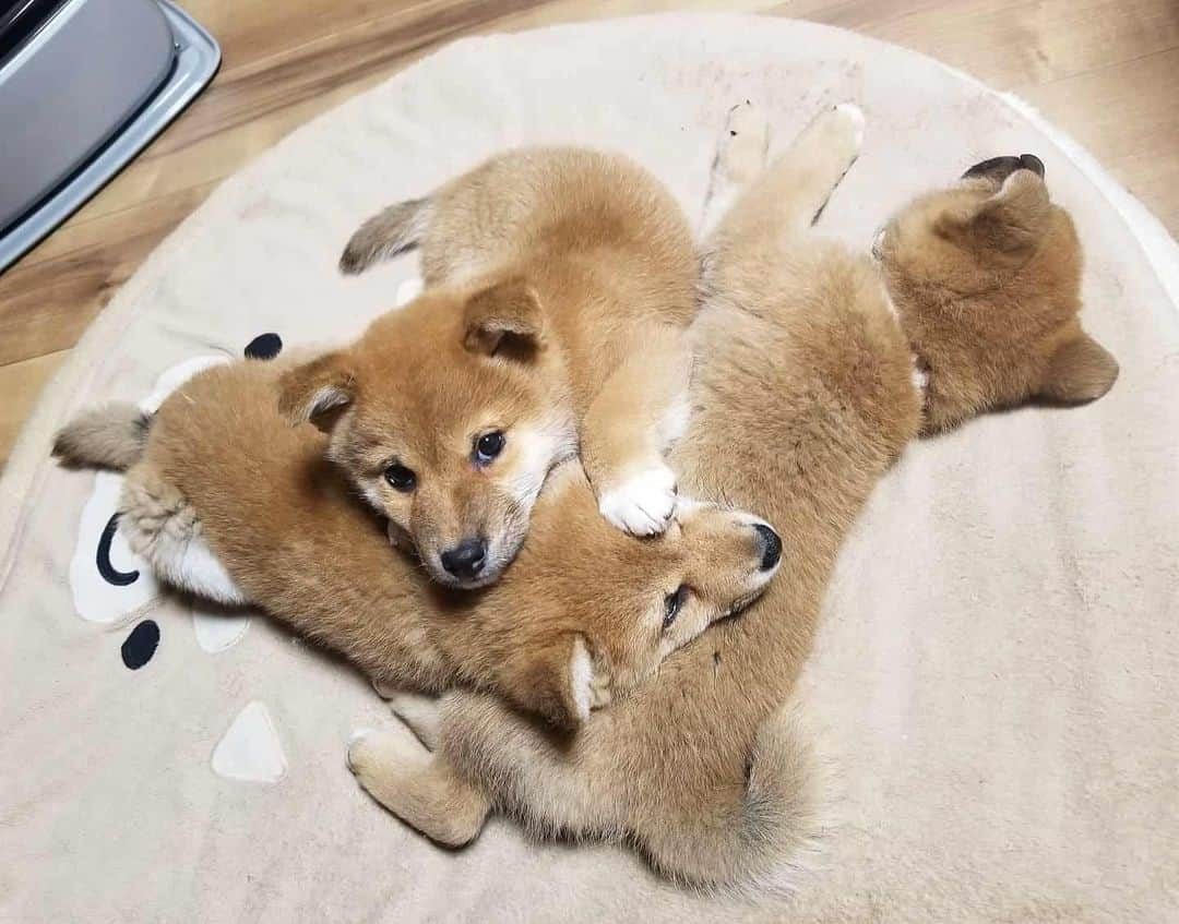 柴犬たま Shibainu Tamaのインスタグラム