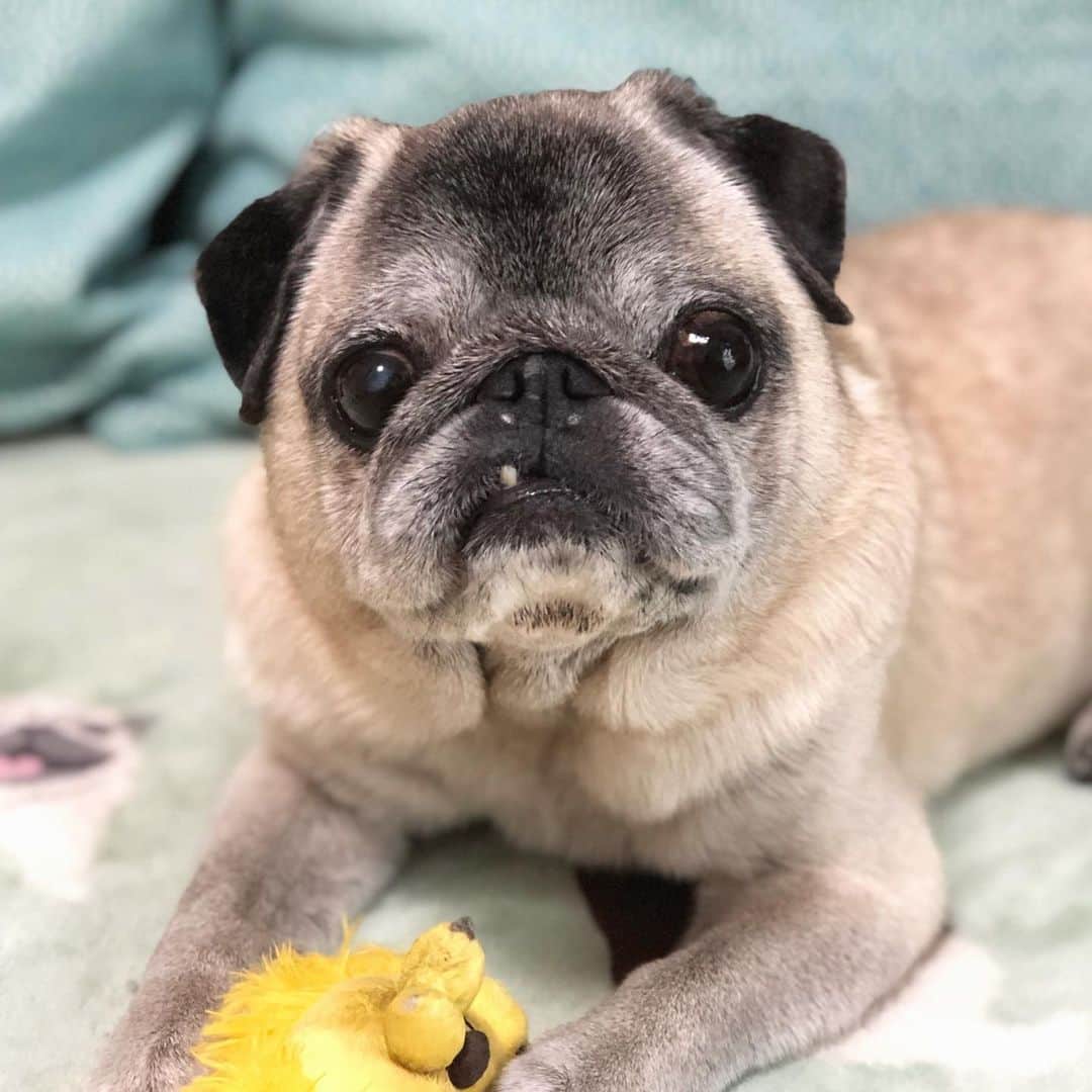 八兵衛のインスタグラム：「Hachibei 🦁 * * 見せつけてきたyo * * #歯  #ほぼ黒パグ #おじいちゃん犬 #pug #puggy #puglife #puglove #petstagram #pugstagram #pugsofinstagram #pugs #dog #ふわもこ部  @igersjp #IGersJP #east_dog_japan #pecoイヌ部 #八兵衛 #はちべえ #朝ワンコ夕ニャンコ」