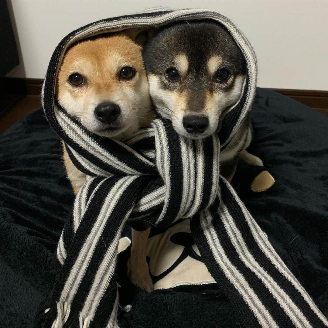 豆柴なつ&ふゆのインスタグラム