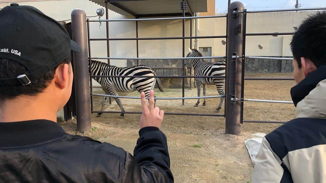 石橋遼大（四千頭身）さんのインスタグラム写真 - (石橋遼大（四千頭身）Instagram)「シリーズ第7弾と 会場近くにあった動物園の写真 ・ #飛び越え #コンセプトは #急いでる感じ出さずに急いで帰る #動物園 #猿山 #食事象 #休みシカ #柵前柵越しカピバラ #同じ方向を向けていない男女ライオン #カメラ慣れシマウマ #後藤加賀越しシマウマ #デカカバ #犬みたいな狸」1月19日 21時19分 - 4000ishibashi