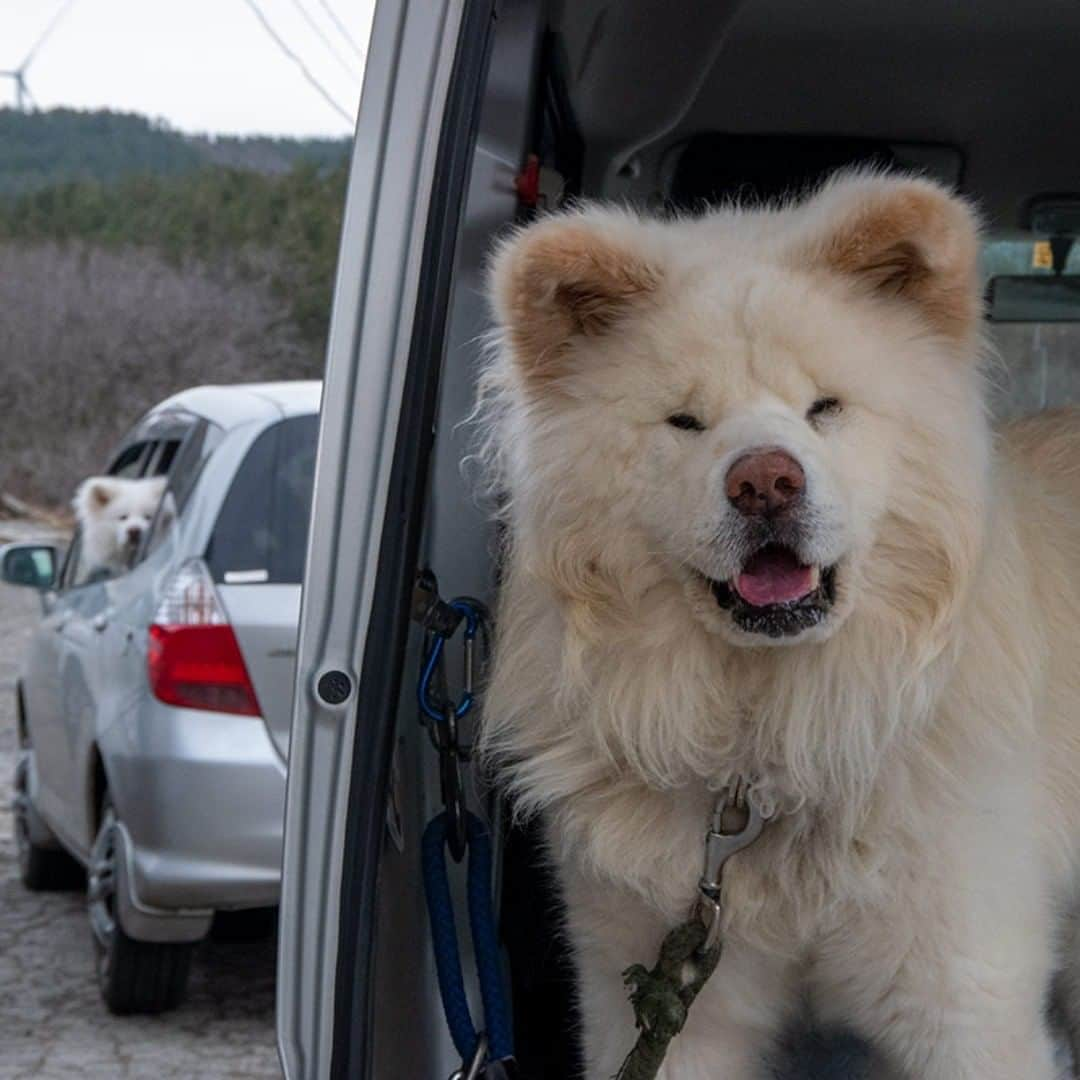 わさおのインスタグラム：「Go home! Go home! 店じまい 散歩も済んで さー帰ろっと  #busakawa #longhair #longcoat #akitainu #dog #wasao #chome #ぶさかわ #長毛 #秋田犬 #わさお #わさお一家 #ちょめ ( @chome_style )」