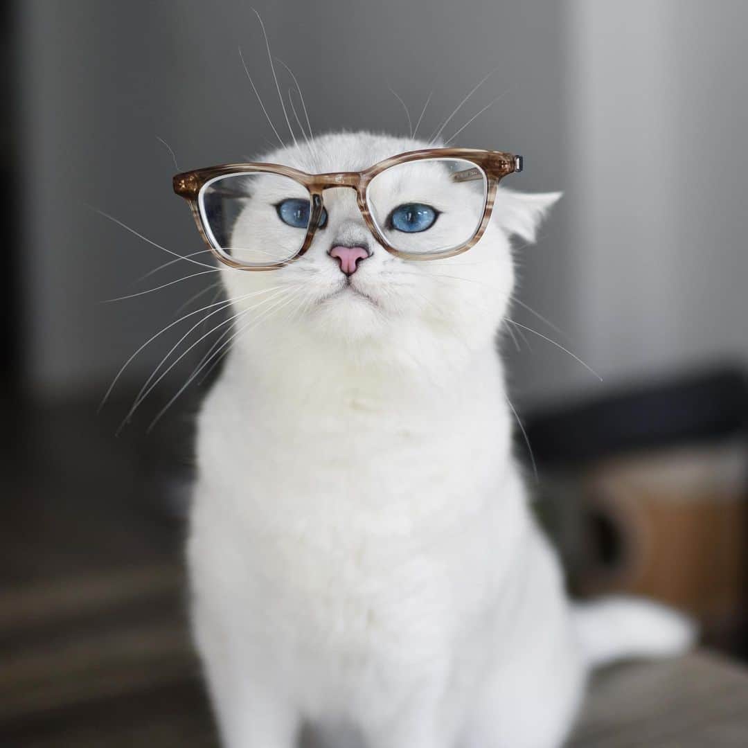 コビーさんのインスタグラム写真 - (コビーInstagram)「We’re gonna need more tuna human. Trust me, I’m wearing glasses.」1月19日 21時55分 - cobythecat