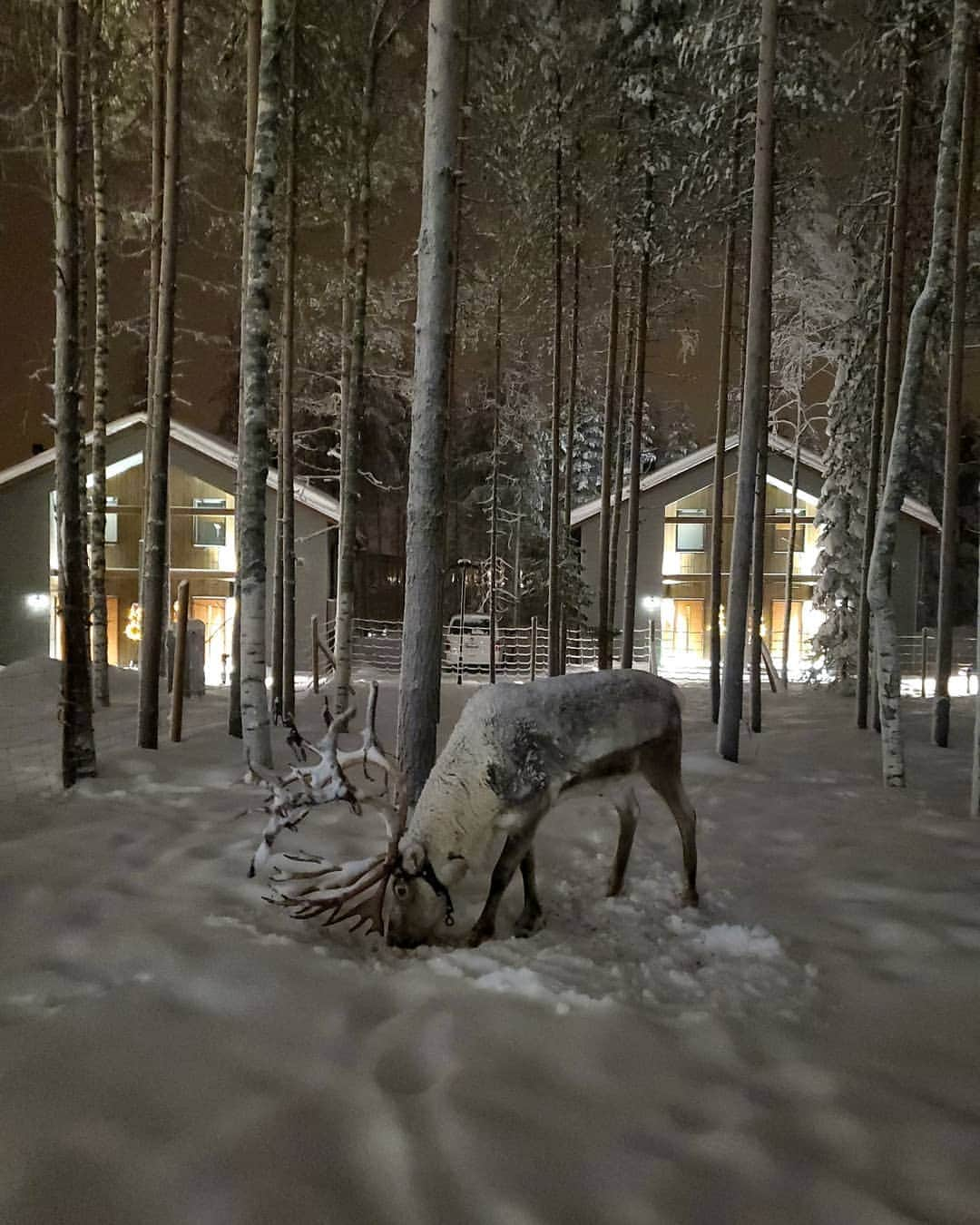 チョン・ヘビンさんのインスタグラム写真 - (チョン・ヘビンInstagram)「루돌프사슴🎅🦌❄ #강아지소리내면알아들을줄알았냐🐶」1月19日 21時57分 - heavenbin83