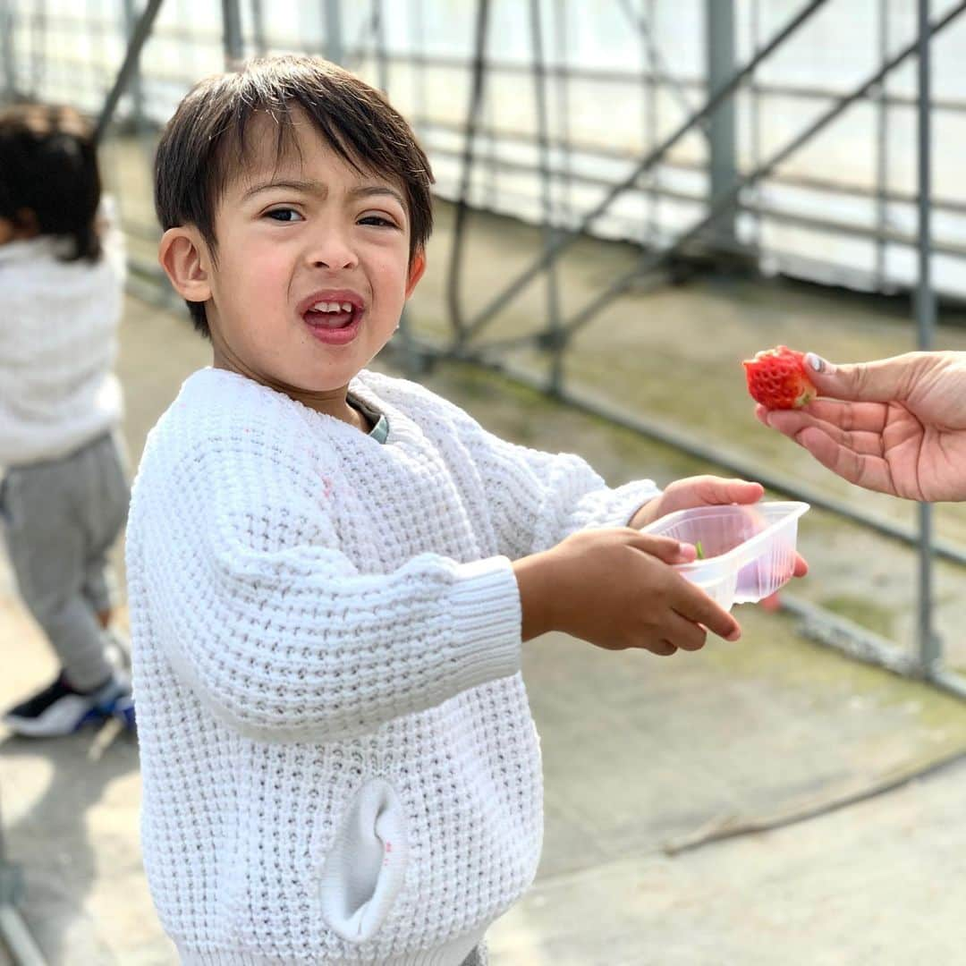 アレックス・ラミレスさんのインスタグラム写真 - (アレックス・ラミレスInstagram)「We had a wonderful time together today picking up strawberry 🍓 We Crushed then 😋」1月19日 22時37分 - ramichan3