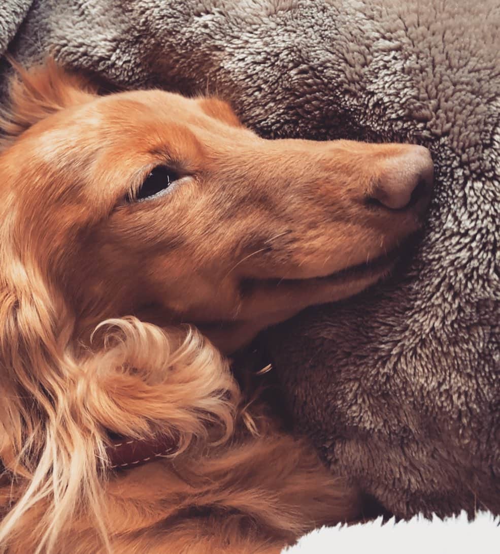 加藤章太郎さんのインスタグラム写真 - (加藤章太郎Instagram)「🐕おやすみ🐕 #smile #my #dog #dachshund #love #goodnight」1月19日 22時44分 - __shotaro__