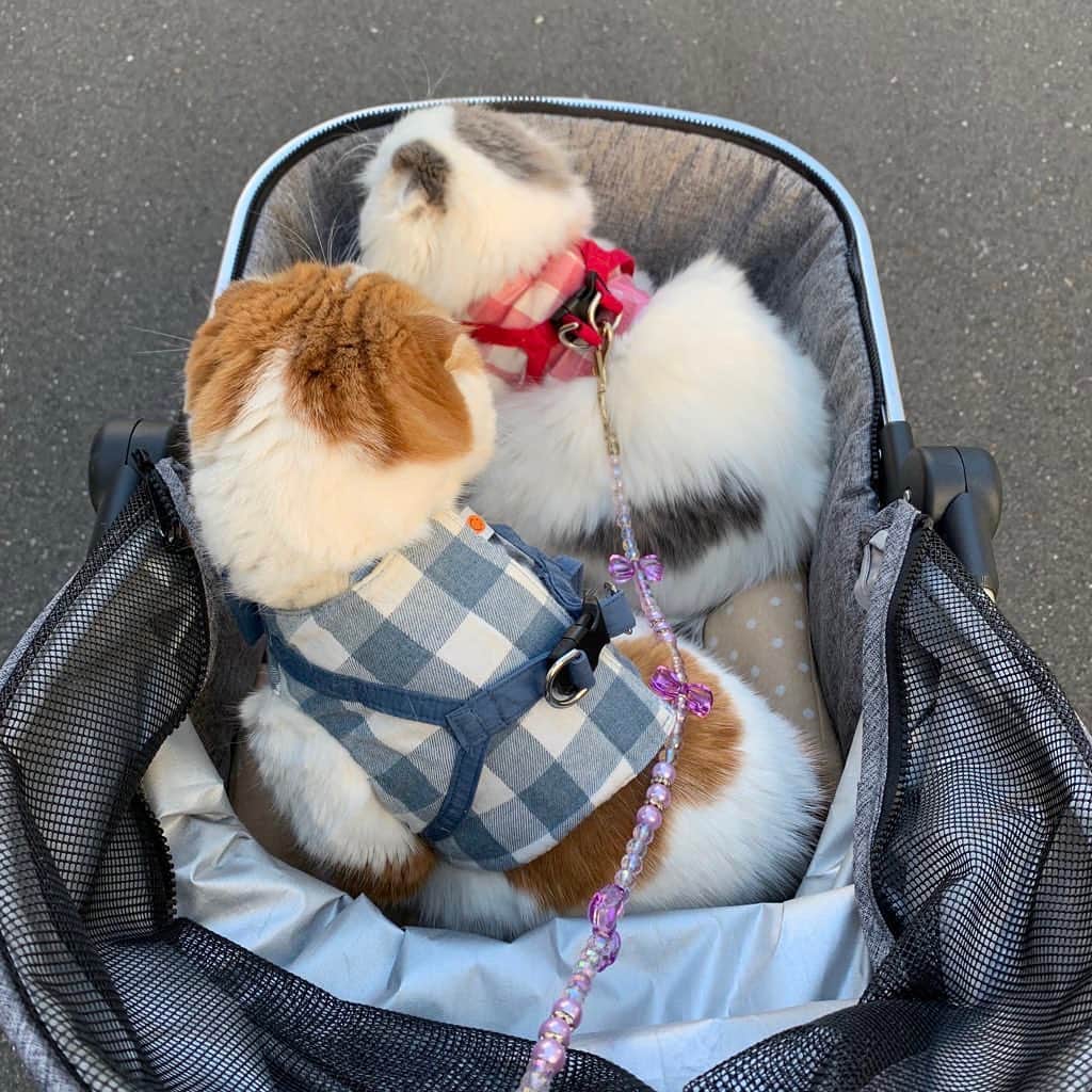 のんたさんのインスタグラム写真 - (のんたInstagram)「のんちゃん&ぱんちゃんとお散歩へ。 お散歩といってもカートから降りてないので歩いたのは人間ですが😅 一緒に仲良く乗ってくれてよかった♡ ・ #scottishfold #catstagram_japan #catsofinstagram #cats_of_instagram#catoftheday #ilovemycat #bestmeow #catlover #cutecat #kittensofinstagram #cute #スコティッシュフォールド」1月19日 23時06分 - utacci