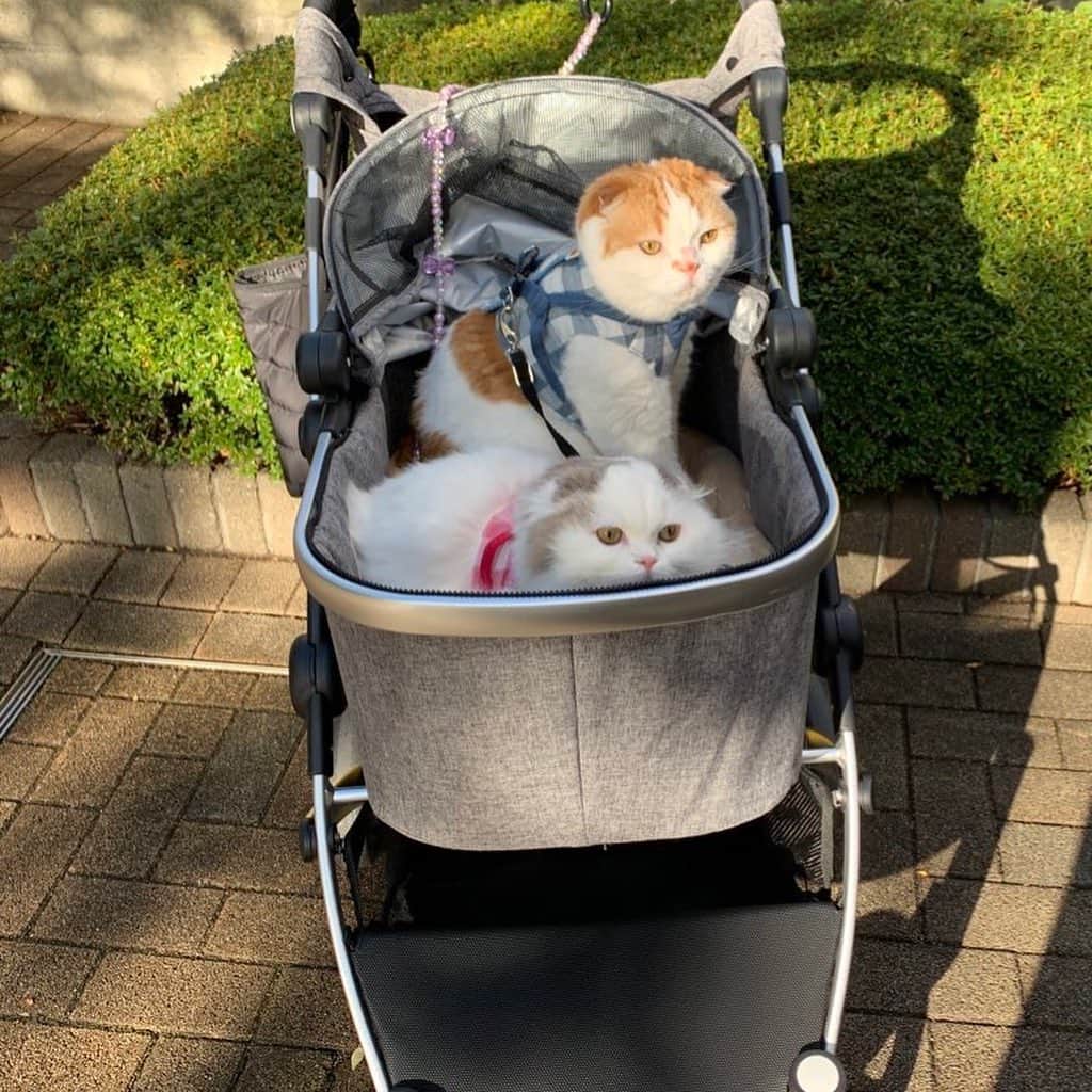 のんたのインスタグラム：「のんちゃん&ぱんちゃんとお散歩へ。 お散歩といってもカートから降りてないので歩いたのは人間ですが😅 一緒に仲良く乗ってくれてよかった♡ ・ #scottishfold #catstagram_japan #catsofinstagram #cats_of_instagram#catoftheday #ilovemycat #bestmeow #catlover #cutecat #kittensofinstagram #cute #スコティッシュフォールド」