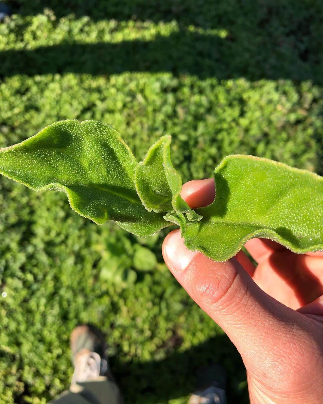 ヒデトレのグルメインスタ