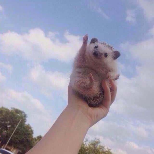 Baby Animalsさんのインスタグラム写真 - (Baby AnimalsInstagram)「This hedgehog is cheering for you because you can do anything!」1月19日 23時58分 - thebabyanimals