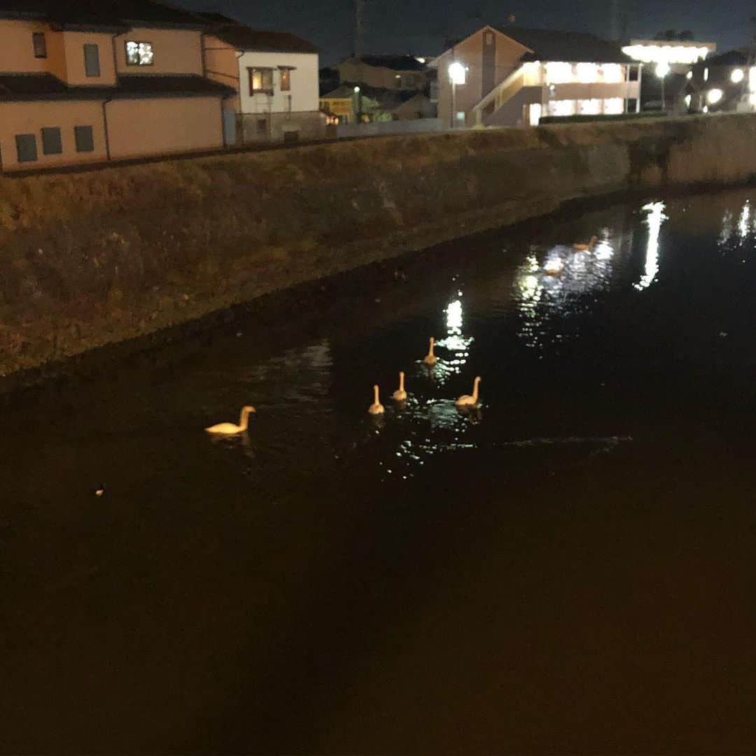 前田隆太朗さんのインスタグラム写真 - (前田隆太朗Instagram)「宮城のとある川にて… 毎日白鳥？が増えていく川 可愛すぎた。癒し。 #テニミュ #宮城ありがとう #おやすみ」1月20日 1時09分 - ryu_mae