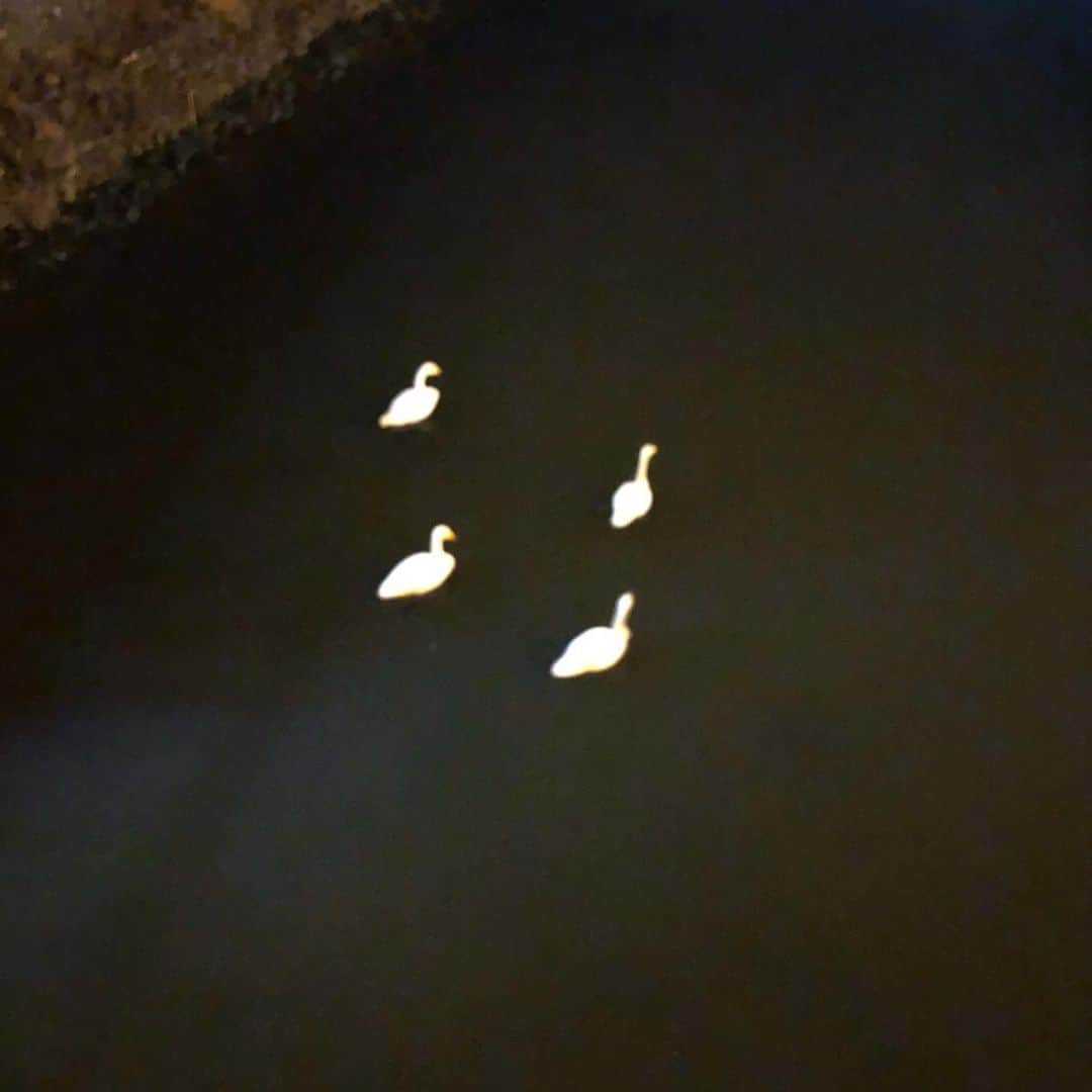 前田隆太朗さんのインスタグラム写真 - (前田隆太朗Instagram)「宮城のとある川にて… 毎日白鳥？が増えていく川 可愛すぎた。癒し。 #テニミュ #宮城ありがとう #おやすみ」1月20日 1時09分 - ryu_mae