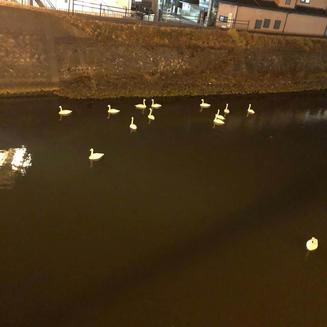 前田隆太朗さんのインスタグラム写真 - (前田隆太朗Instagram)「宮城のとある川にて… 毎日白鳥？が増えていく川 可愛すぎた。癒し。 #テニミュ #宮城ありがとう #おやすみ」1月20日 1時09分 - ryu_mae