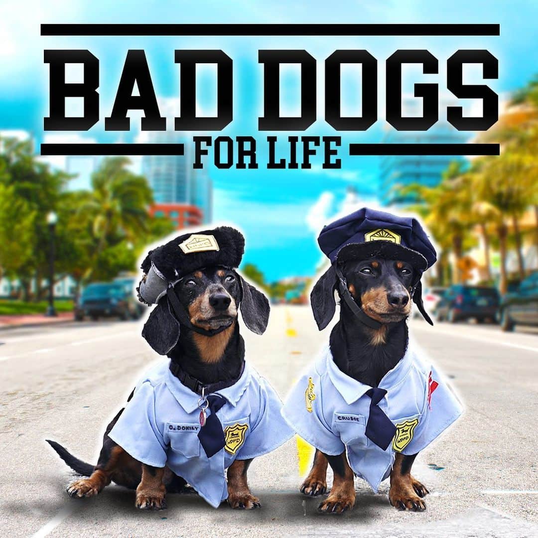 Crusoe the Celebrity Dachshundさんのインスタグラム写真 - (Crusoe the Celebrity DachshundInstagram)「“It’s HERE!! Semi-final episode! Go watch BAD DOGS FOR LIFE via link in profile now!” ~ Crusoe - featuring @itsadaphneday and @hermaninthehood」1月20日 1時35分 - crusoe_dachshund