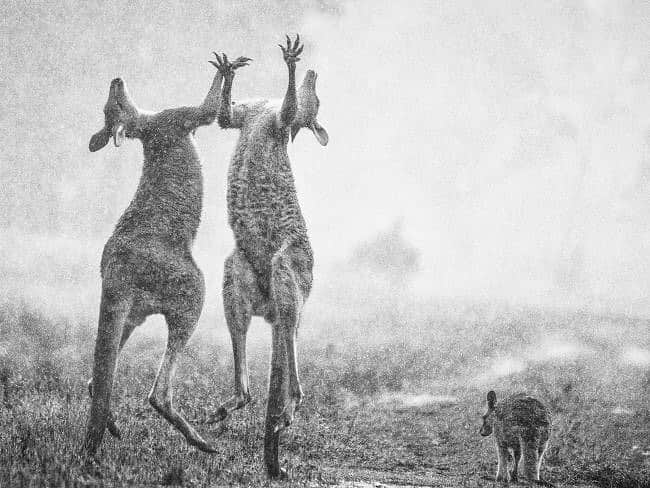 アンドレア・オズヴァルトさんのインスタグラム写真 - (アンドレア・オズヴァルトInstagram)「Praise to the rain Photo by: Charles H Davis #Australia #Wildlife #nature #planet #Earth #rain #climatechange」1月20日 2時23分 - andreaosvart