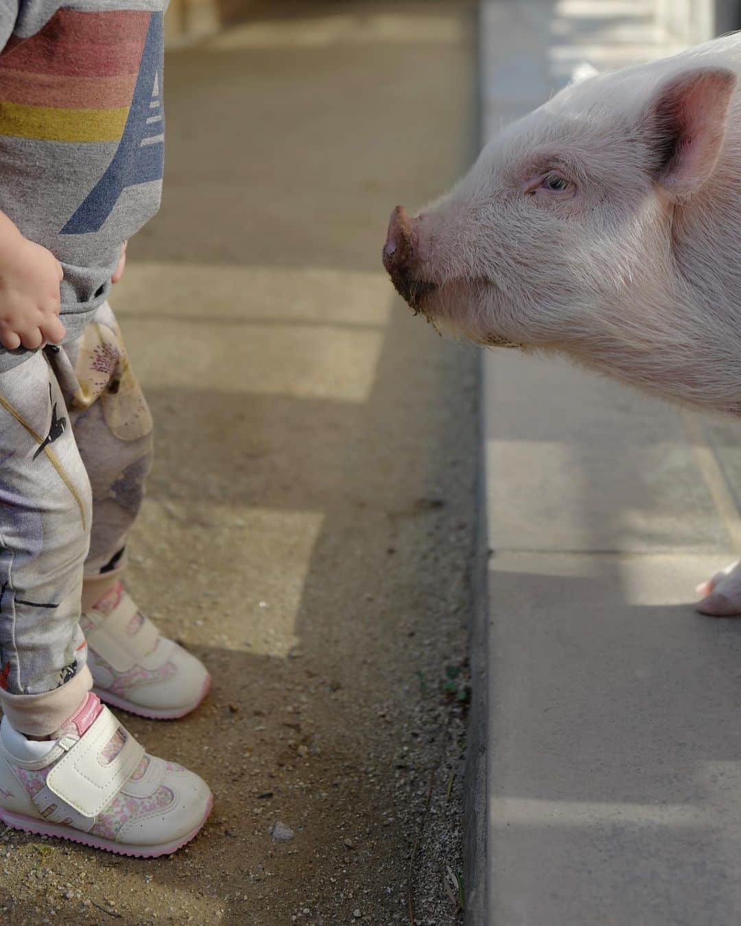 ニッキー・リードさんのインスタグラム写真 - (ニッキー・リードInstagram)「Future BFF’s 🐷」1月20日 3時50分 - nikkireed