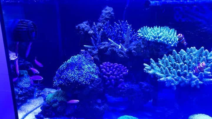 河島あみるのグルメインスタ