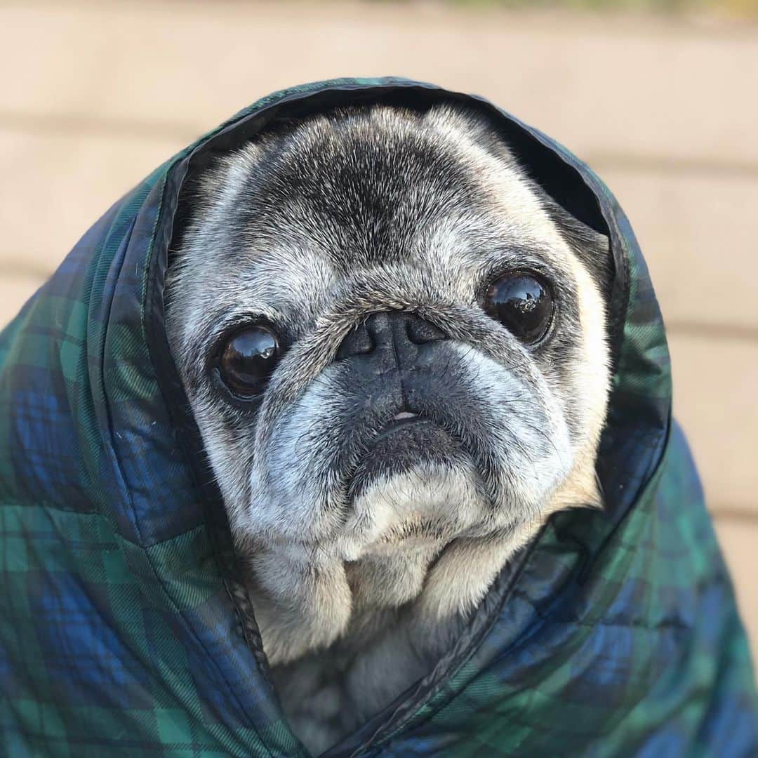 八兵衛のインスタグラム：「Hachibei 🐶 * * いつぞやの。 * * * #カオナシ #ET  #ほぼ黒パグ #おじいちゃん犬 #pug #puggy #puglife #puglove #petstagram #pugstagram #pugsofinstagram #pugs #dog #ふわもこ部  @igersjp #IGersJP #east_dog_japan #pecoイヌ部 #八兵衛 #はちべえ #朝ワンコ夕ニャンコ」