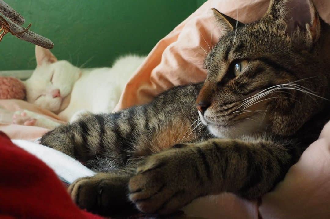 チアコマさんのインスタグラム写真 - (チアコマInstagram)「. . ミャミャコとオチビ🧝‍♀️🦝🐈♡ . . #もふもふ部 #もふもふ #もふもふモフモフ #猫 #cat #kitty #でぶねこ #デブ猫」1月20日 14時43分 - chia_koma