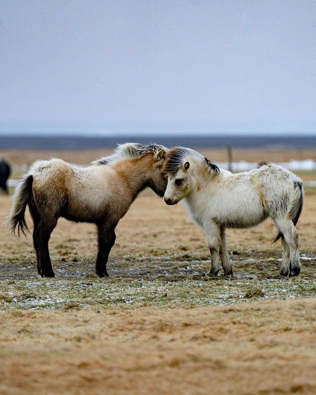 National Geographic Travelさんのインスタグラム写真 - (National Geographic TravelInstagram)「Photo by Matthew Borowick @mborowick | Two Icelandic horses, pictured here, are in their full winter furs. They are much thicker than their summer coats, as they must stand up to the harsh winters that Iceland typically has in store for them. To fight the intense winds and freezing temperatures, they tend to huddle together to fend off the coldest parts of the season.  Please follow @mborowick for more images like these. #iceland #horse #animals #wildlife #explore」1月20日 6時05分 - natgeotravel