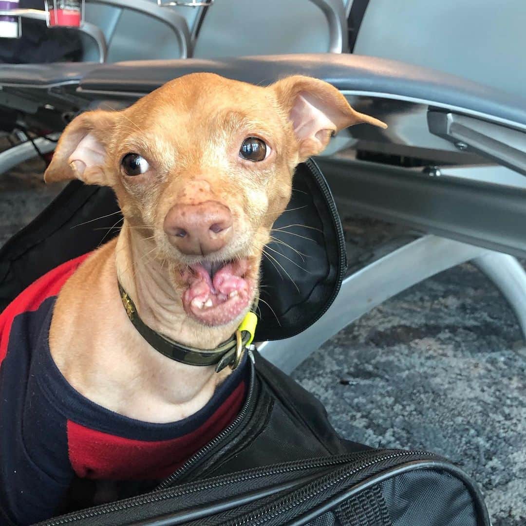 Tuna {breed:chiweenie} さんのインスタグラム写真 - (Tuna {breed:chiweenie} Instagram)「He was appalled the other day at the airport when someone dropped their french fry on the dirty ground, but then picked it up and ate it.  That someone was Grace.  And I told him “don’t act like you wouldn’t have done that in a second, sir. She just conquered the opportunity quicker than you did.”」1月20日 6時10分 - tunameltsmyheart