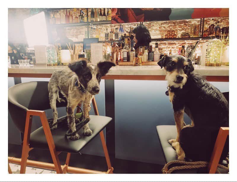 キャサリン・メーニッヒのインスタグラム：「A couple of boozehounds at Dana’s.」
