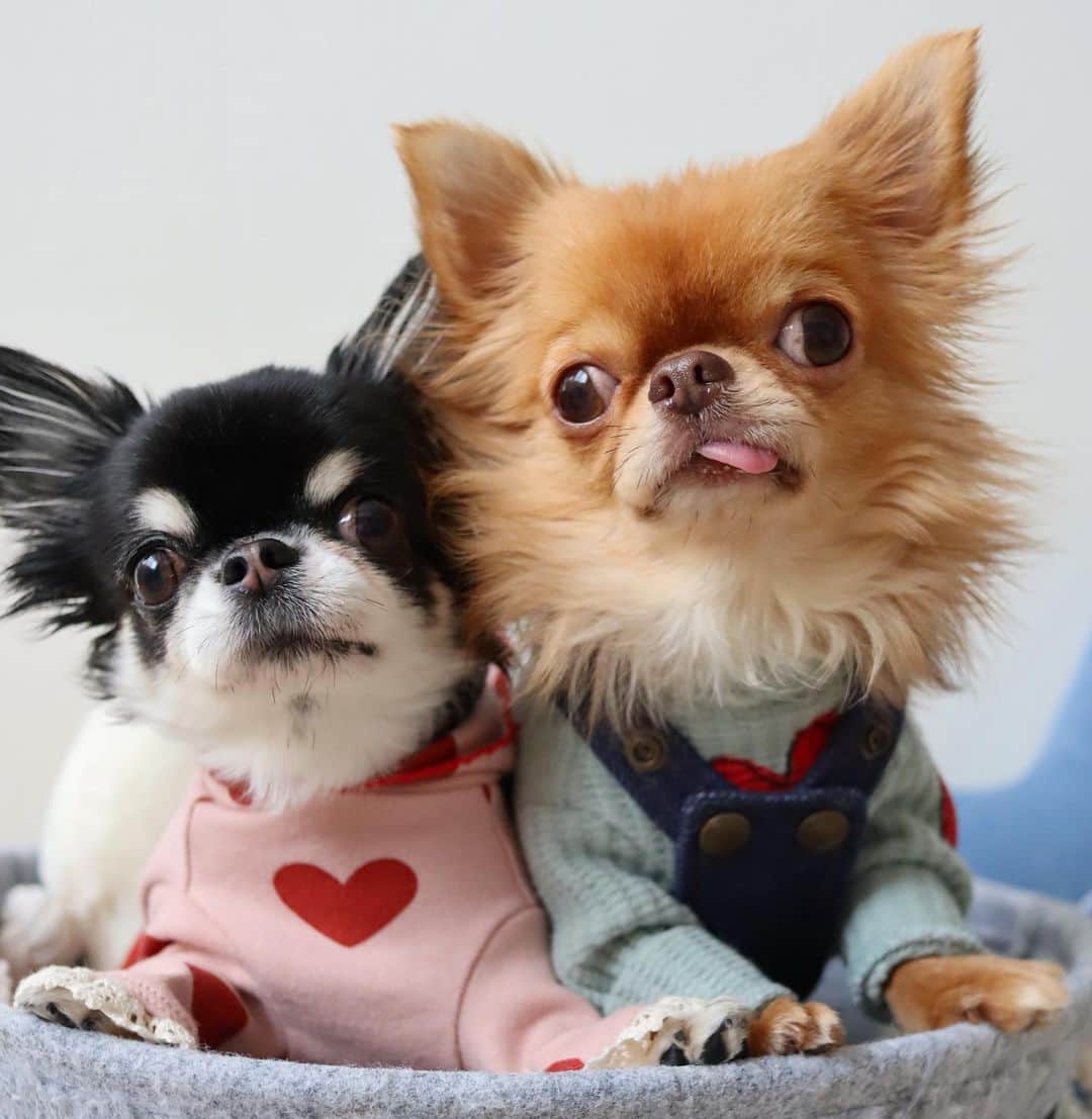 kayoのインスタグラム：「* * くりおの方が すっかり大きくなってお兄ちゃんみたいね😂 * * Melon💗kulio * * #chihuahua#chihuahualove#dogstgram#dog#instadog#チワワ#チワワ大好き * *」