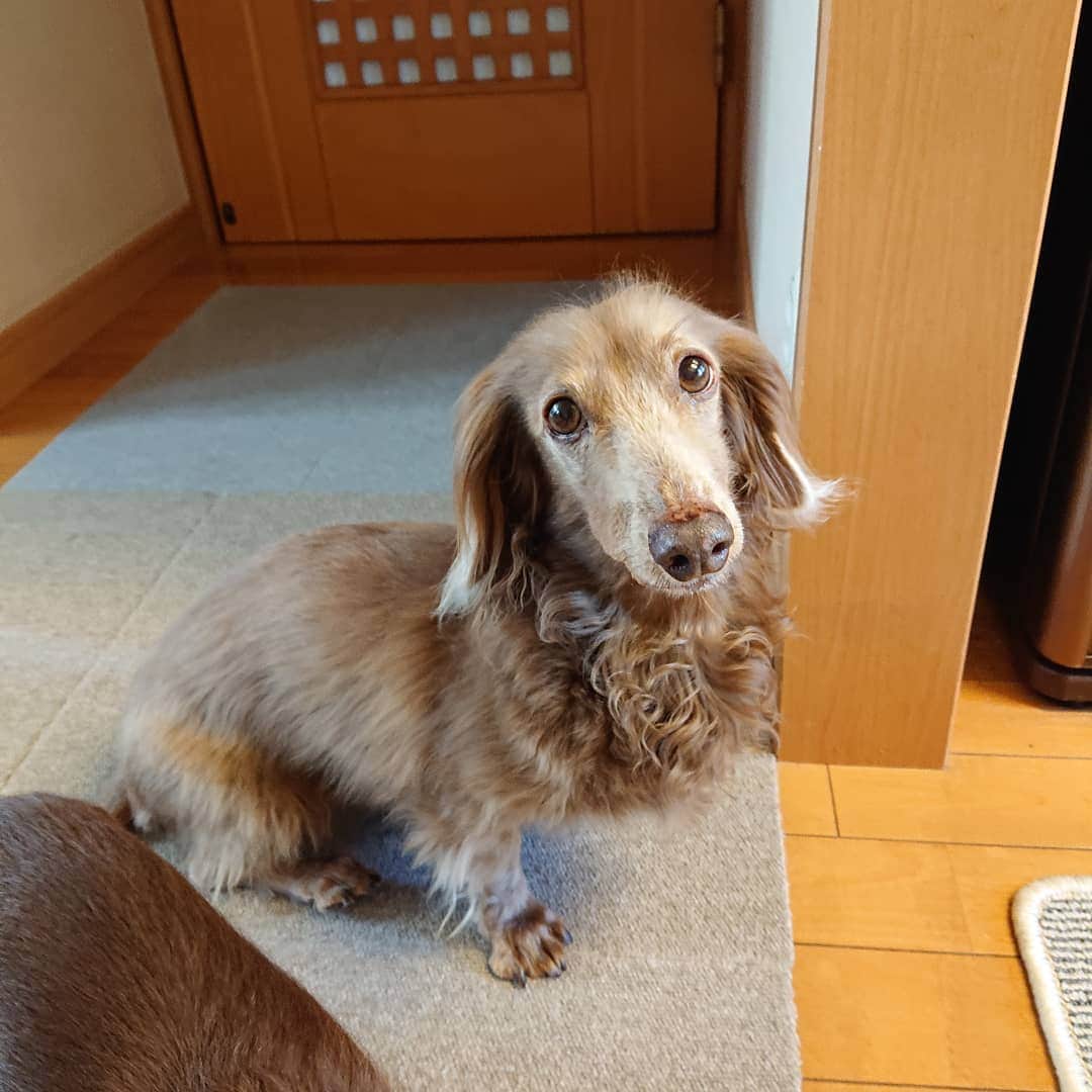くるみんのインスタグラム：「* こむぎさん、だいぶ良くなってきたみたいです。 うんPがしっぽの上に落ちないくらいに回復しています😆  お薬を飲み続けるのは怖いので、今後は先生に勧められたアンチノール(サプリ)に切り替えてみようかな。 使っていらっしゃる方で、こんな効果あったよーというお話あったら教えて下さいませ。  #ミニチュアダックスフンド #ミニチュアダックスフント #ミニチュアダックス #イザベラタン #イザベラ #ダックス多頭飼い #ダックスフント #ダックスフンド #ダックス #ダックス大好き #いぬばか部 #いぬすたぐらむ #短足部 #わんこなしでは生きていけません会 #馬尾症候群 #アンチノール #dachshundgram #dachshund #dachs #dogstagram #instagramdog #instadachs #instadog #inustagram #kyounodachs #todayswanko #7pets_1day #all_dog_japan #east_dog_japan #犬のいる生活」