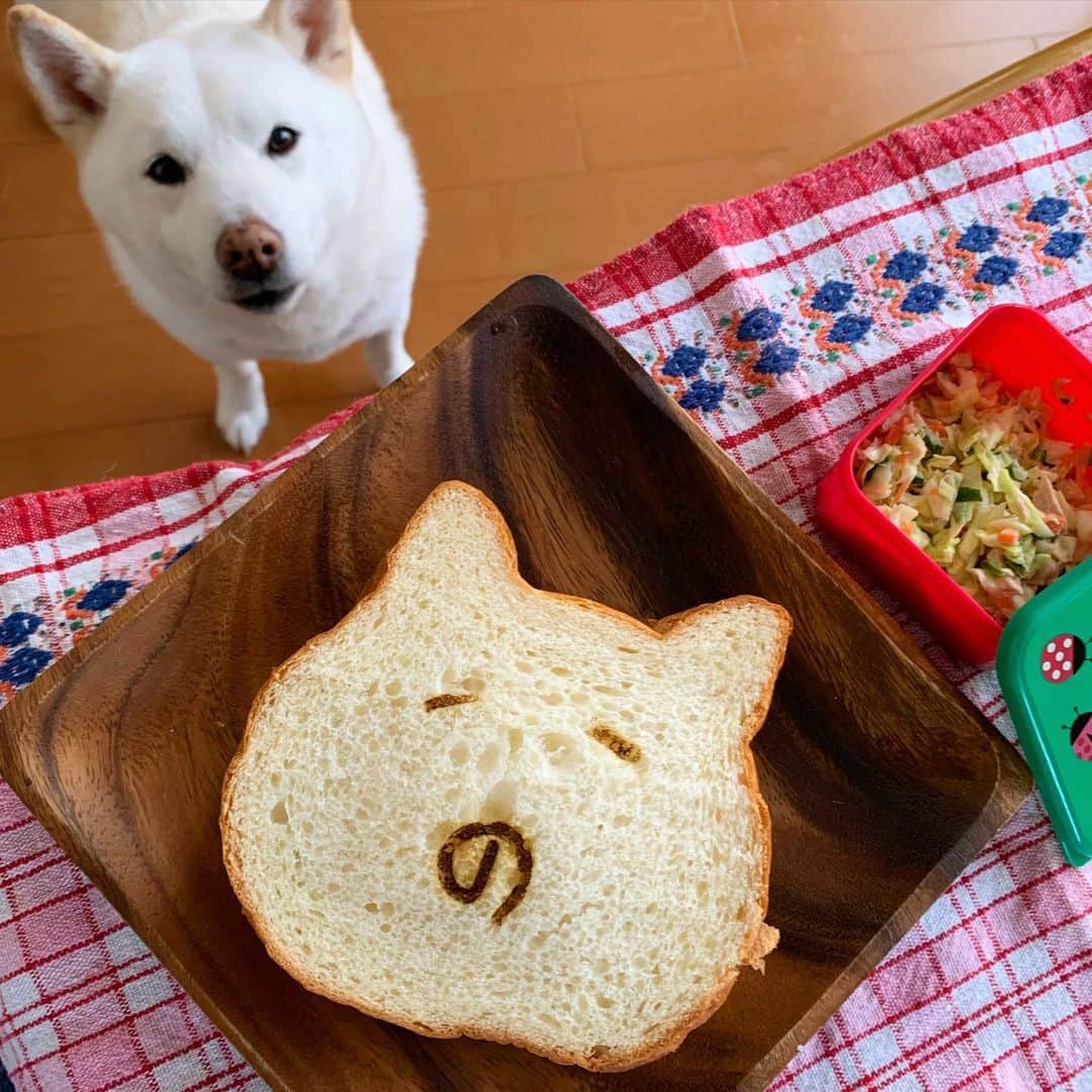 さなさんのインスタグラム写真 - (さなInstagram)「母ちゃん、そのパンどーするつもりさ。  #今日のランチのつもりさ #ねこねこさんどうぃっち  #ねこねこ食パン #自力で焼印 #くれよ　#家族だろォォォ #フライングタイガー」1月20日 8時35分 - uminoriharu