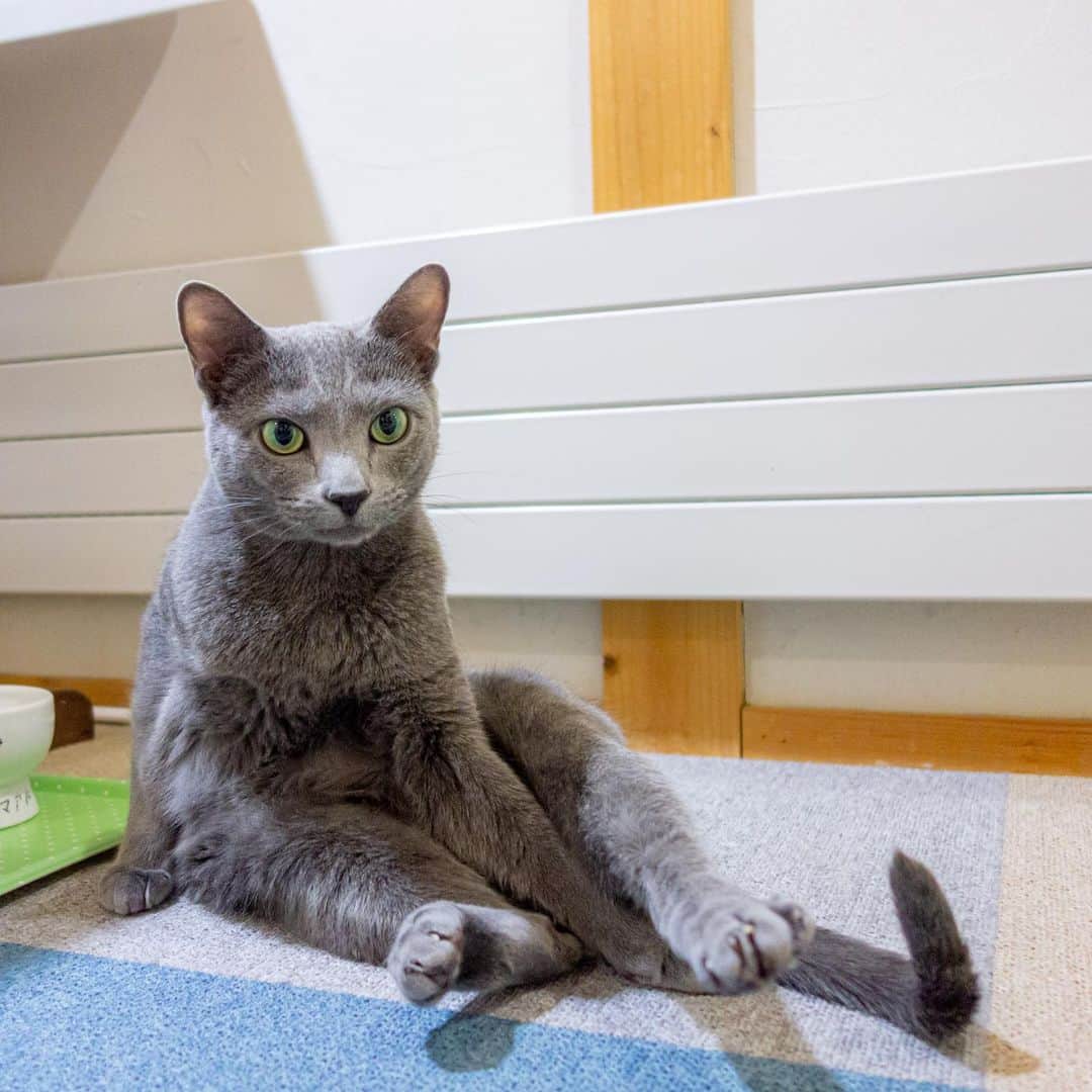 マアルのインスタグラム：「瑠空さん #🐈 #北海道 #旭川 #ペットホテル #ロシアンブルー」