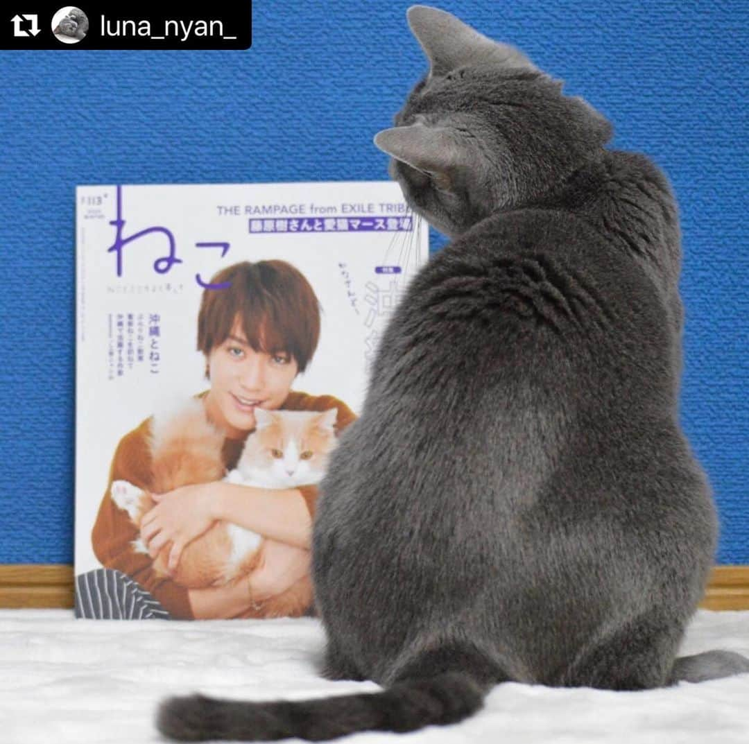 ねこさんのインスタグラム写真 - (ねこInstagram)「@luna_nyan_ さん、ありがとうございます😊❤️ルナちゃん可愛い後ろ姿だなぁ…😍首の傾げ具合もあざとくて可愛いぞ❣️笑 またインスタ企画参加してねっ😄🌟 #Repost @luna_nyan_ with @make_repost ・・・ ꕤ ꕤ ꕤ ꕤ ꕤ ꕤ ꕤ ꕤ ꕤ ꕤ ꕤ ꕤ  現在販売中の雑誌「ねこ113号」にルナを掲載して頂きました✨雑誌デビューできるなんて、感激💖 . @neko_magazine さま ありがとうございました😊😸 . . I'm sooo honored that my picture of LUNA appeared in the magazine!!💖 . . ルナにゃんは“ Cat of the Year 2019”コーナーにいます🐈🚘雑誌を手にしたらぜひ探して見て下さい♡♡ . . 今回の表紙は #藤原樹 さんと愛猫マースくん❣️ 今月１１日発売ですでに売切の書店もあるそうです😳 気になってる方はお早めに〜💨 . . . #ねこマガジン #neko_magazine #therampage #ランページ #cat #ねこ #ねこすたぐらむ #russianblue #ロシアンブルー #ねこのいる暮らし #ねこがいる幸せ #ねこのきもち #ペトこと猫部 #peppyフォト部 #nyancon01 #サンデイ #愛してみるん #loveにゃんこ #ねこにすと #ペコねこ部 #ねこちゃんホンポ #nekoclub #雑誌デビュー . . #うちの子ニャンバー１ (数字は全角です♡)タグ使ってくれてありがとう😽💕 . . ꕤ ꕤ ꕤ ꕤ ꕤ ꕤ ꕤ ꕤ ꕤ ꕤ ꕤ ꕤ」1月20日 10時04分 - neko_magazine