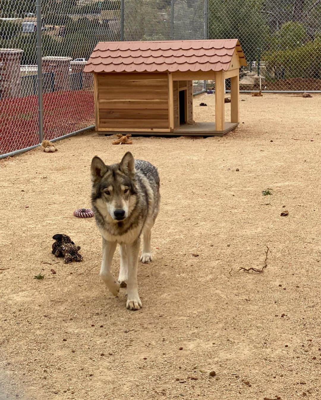 ジョーディン・ウッズさんのインスタグラム写真 - (ジョーディン・ウッズInstagram)「got to play with some wolves today 😍」1月20日 10時46分 - jordynwoods