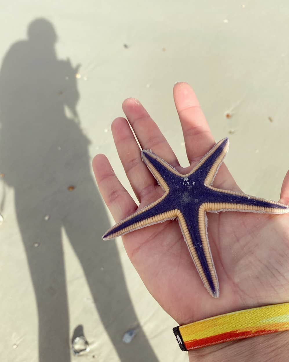 レイチェル・パーソンズのインスタグラム：「Found this little guy on the beach this morning and put him back in the water, hope he’s doin ok」