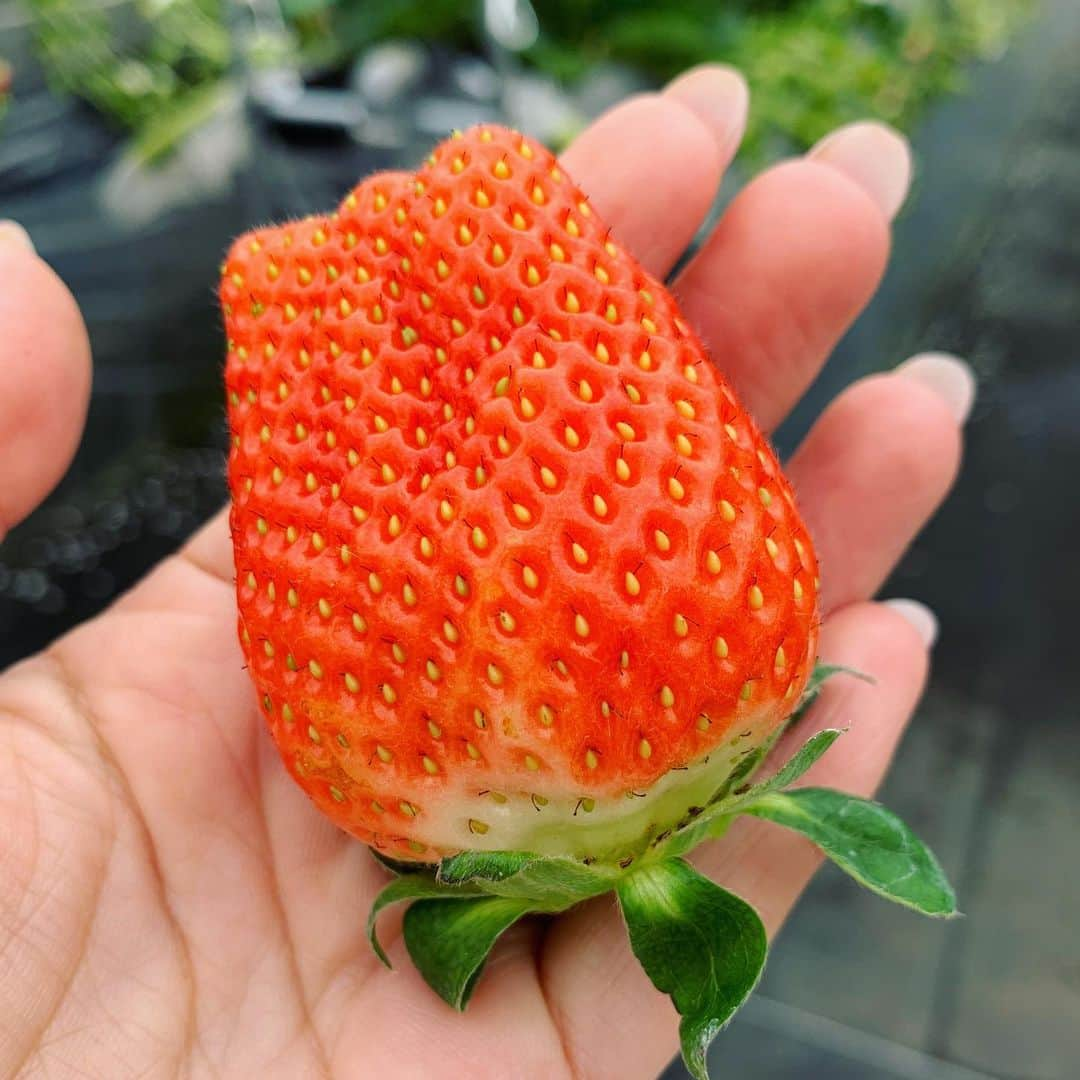 常盤よしこさんのインスタグラム写真 - (常盤よしこInstagram)「いちご狩り〜♫ みさきちゃんと🍓 美味しいー！！ 熊本地震で大きな被害にあった木之内農園さん。 なんと！！！ 3年9ヶ月ぶりに南阿蘇立野でのいちご狩りができるようになりました🍓 美味しいいちごを食べに、ぜひお出かけ下さい😊  #tku#若っ人ランド#木之内農園#いちご狩り#南阿蘇#南阿蘇立野」1月20日 12時31分 - yoshiko.tokiwa